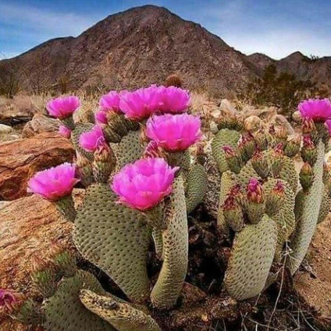 Baja Cactus Blossom | Pre-Scented Beads