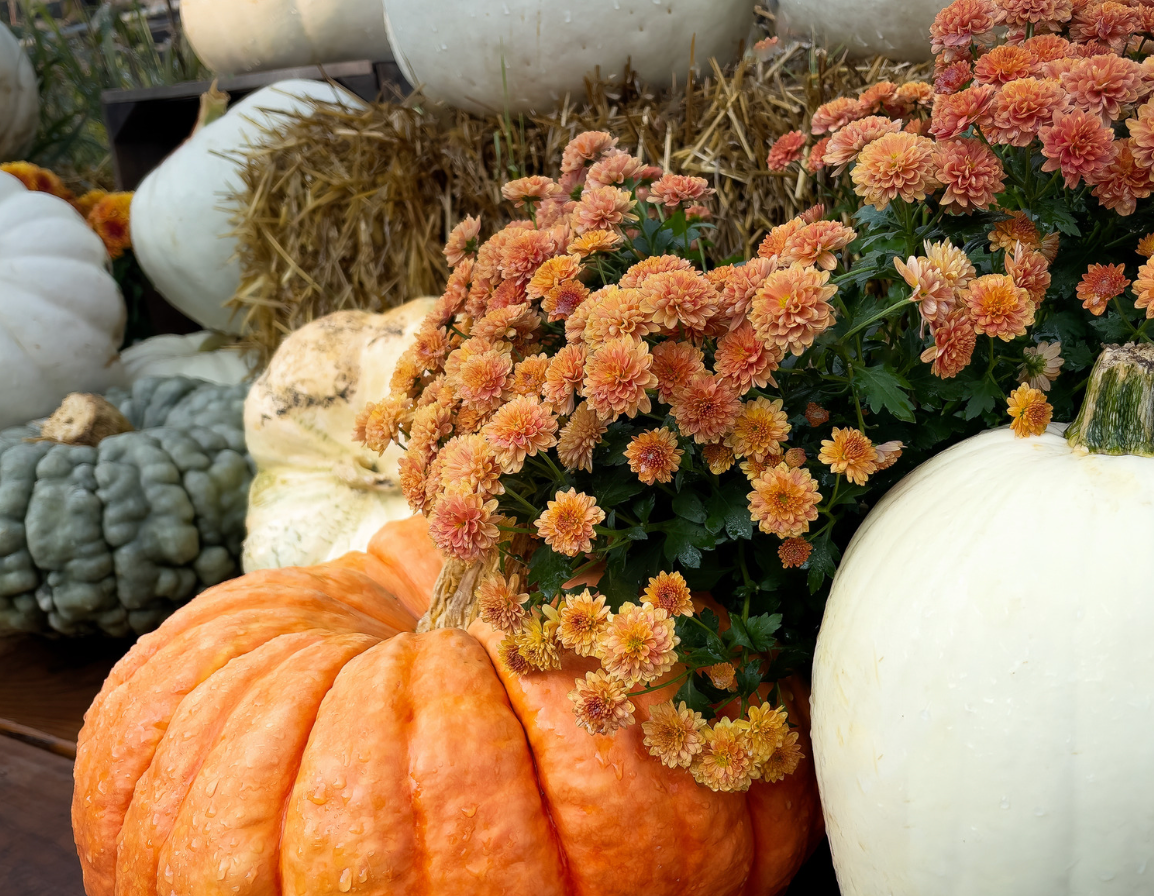 Amish Harvest