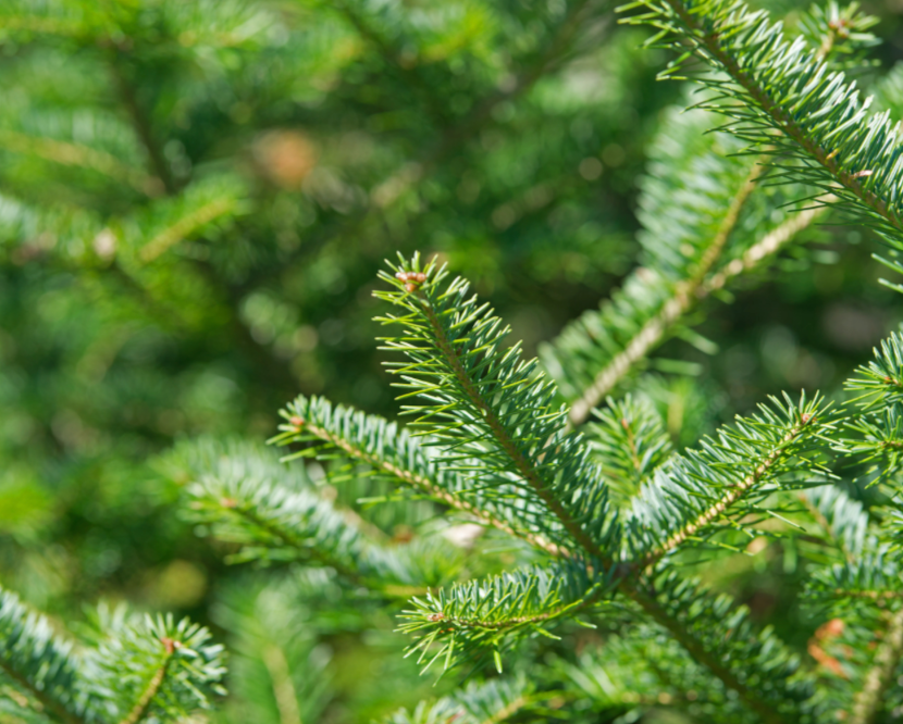 Balsam Fir | Scented Aroma Beads