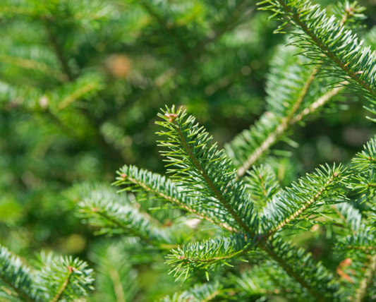 Balsam Fir | Scented Aroma Beads