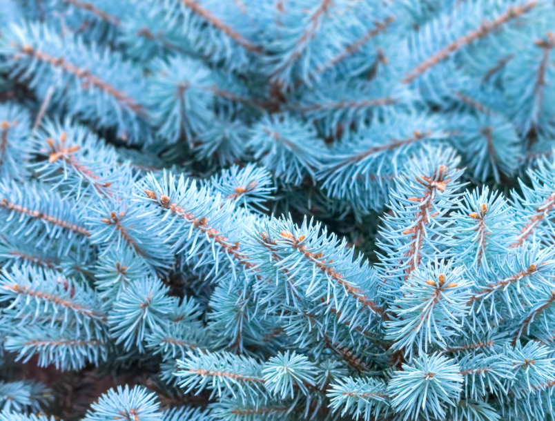 Blue Spruce | Scented Aroma Beads