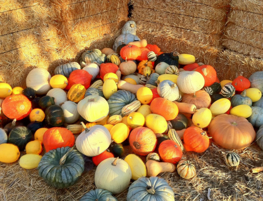 Fall Festival | Scented Aroma Beads