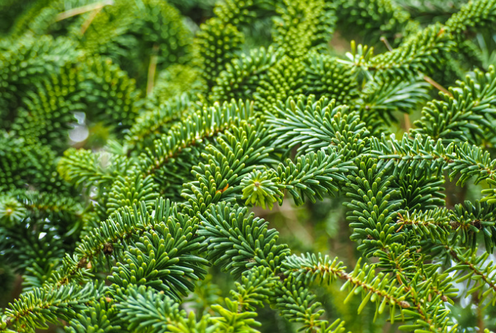 Fraser Fir | Scented Aroma Beads