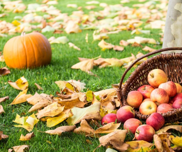 Pumpkin Apple | Scented Aroma Beads