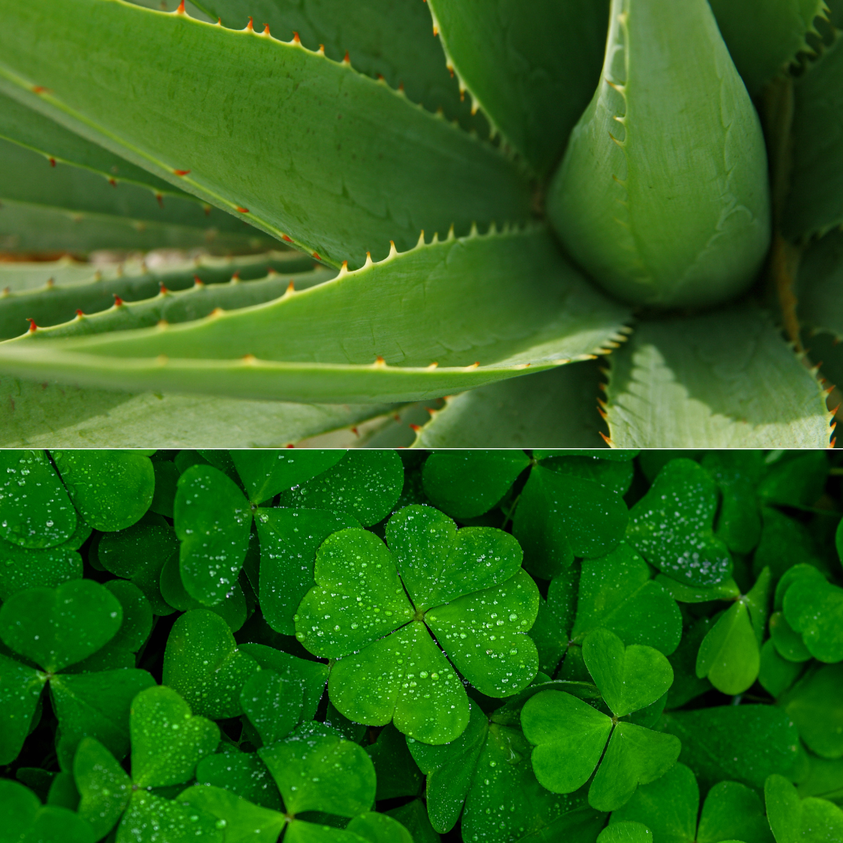 Aloe & Green Clover | Pre-Scented Beads